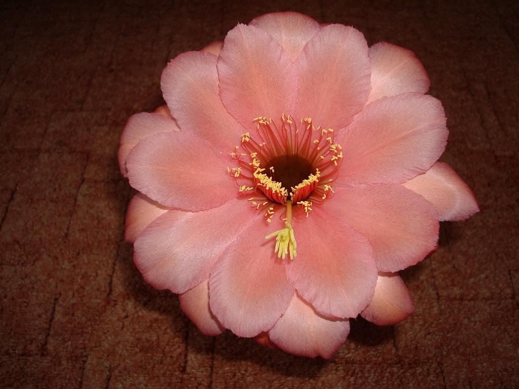 RL 1602 RAB 02 Pluto x Cantora gelb 17 cm 4.1.jpg 